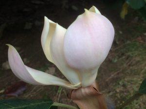 pink form of Magnolia delavayi