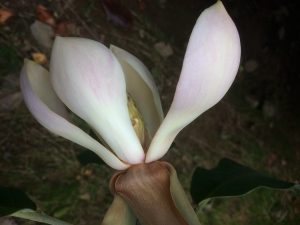 pink form of Magnolia delavayi