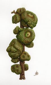 Lithocarpus pachyphyllus seed
