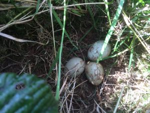 pheasant’s nest