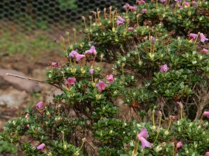 Rhododendron camplogynum