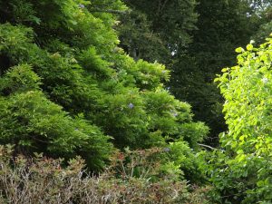 secondary wisteria flowers