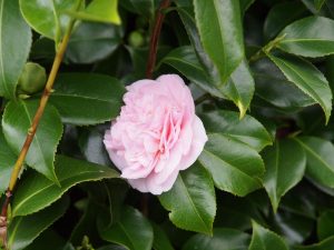 Camellia ‘Tiffany’