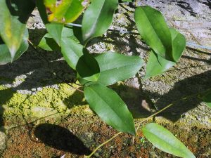 A young plant