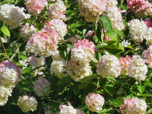 Hydrangea paniculata