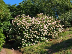 Hydrangea paniculata