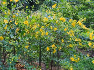 Hypericum lancasteri