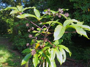 Schefflera pauciflora