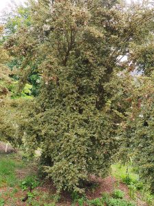 Luma apiculata ‘Glenlean Gold’