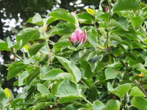 Magnolia ‘Iolanthe’