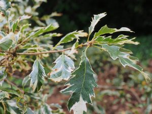 Quercus cerris ‘Argeneovariegata’