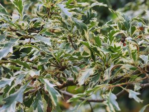 Quercus cerris ‘Argeneovariegata’