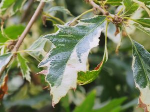 Quercus cerris ‘Argeneovariegata’