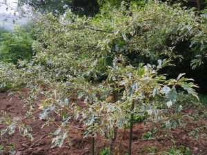 Quercus cerris ‘Argeneovariegata’