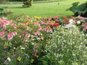 Daphne’s Northumbrian garden