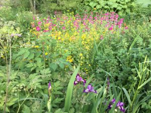 Daphne’s Northumbrian garden