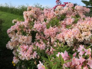 Daphne’s Northumbrian garden