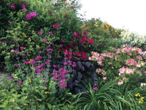 Daphne’s Northumbrian garden