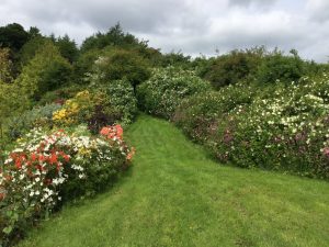 Daphne’s Northumbrian garden