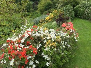 Daphne’s Northumbrian garden