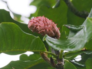 Magnolia officinalis var biloba