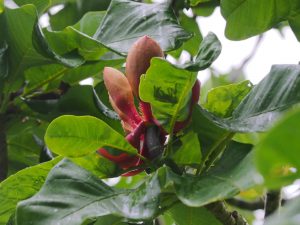 Magnolia officinalis var biloba