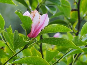 Magnolia soulangeas