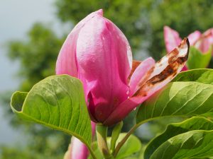 Magnolia ‘Yakeo’