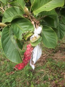 magnolia crosses from the spring have set seed