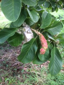 magnolia crosses from the spring have set seed