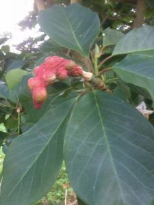 magnolia crosses from the spring have set seed