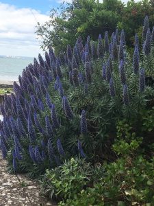 Echium fastuosum