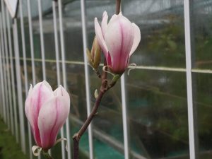 Magnolia soulangeana ‘Picture’