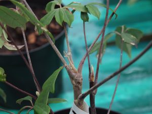 Schefflera rhododendrifolia