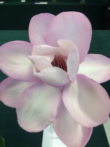 magnolias on Friday night