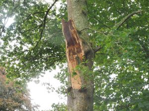 big limb has cracked off an oak