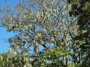 Acer pseudoplatanus ‘Leopoldii’