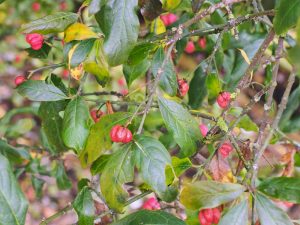 Euonymus japonicus