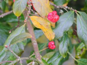 Euonymus japonicus