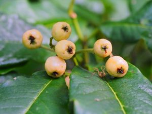 Cotoneaster frigidus ‘Inchmery