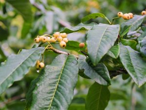 Cotoneaster frigidus ‘Inchmery