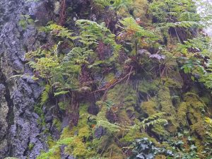 ferns have colonised this old Pinus insignis