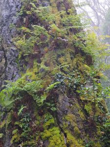 ferns have colonised this old Pinus insignis