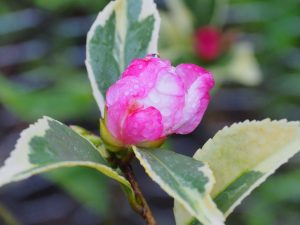 Camellia sasanqua ‘Variegata’