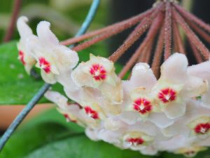 Hoya carnosa