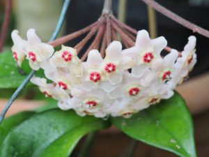 Hoya carnosa