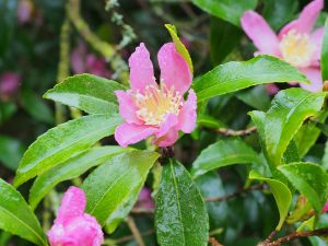 Camellia sasanqua