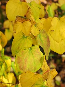 Cercidiphyllum japonicum