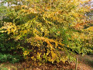 Cercidiphyllum japonicum