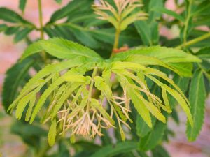 Pterocarya rhederiana ‘Fern Leaf’